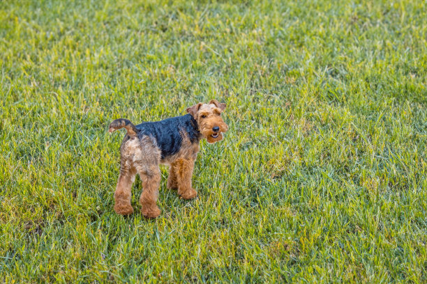 airedale