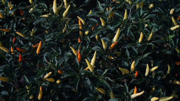 cayenne