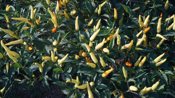 cayenne