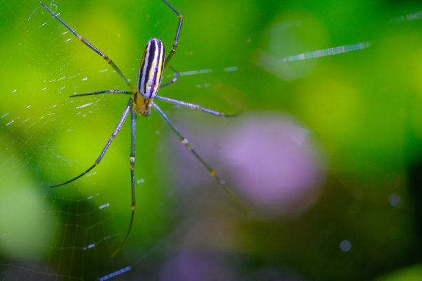 arachnid