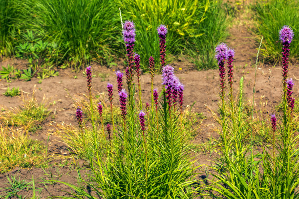 liatris