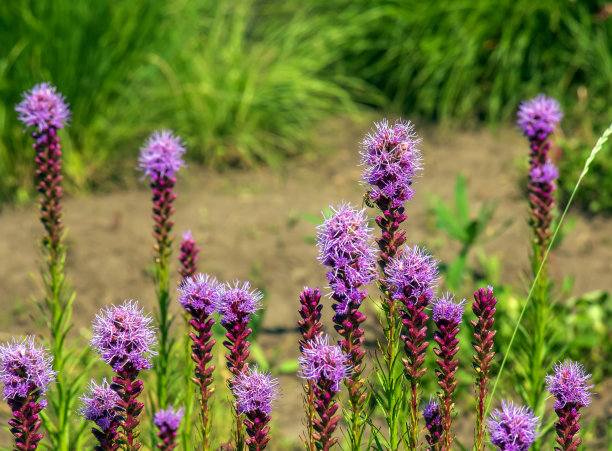 liatris