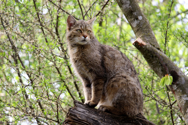 felis