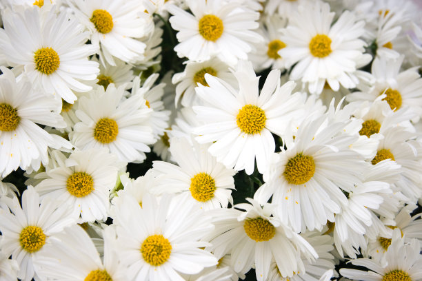 marguerite