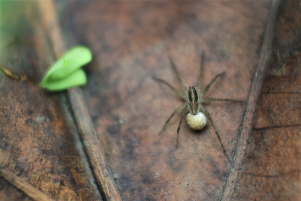 araneae