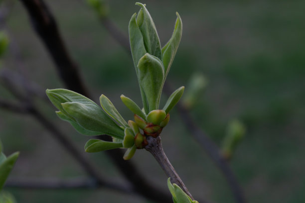 twig