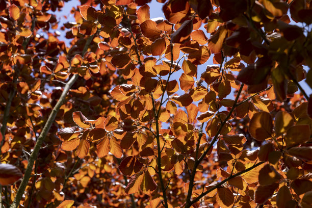 铜色树叶背景