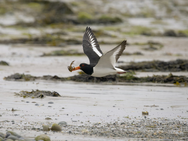 haematopus