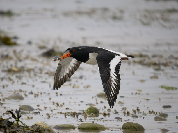 haematopus
