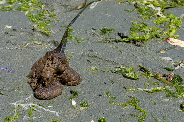 poo