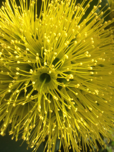 stamens