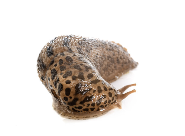 gastropod