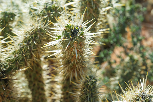 cholla