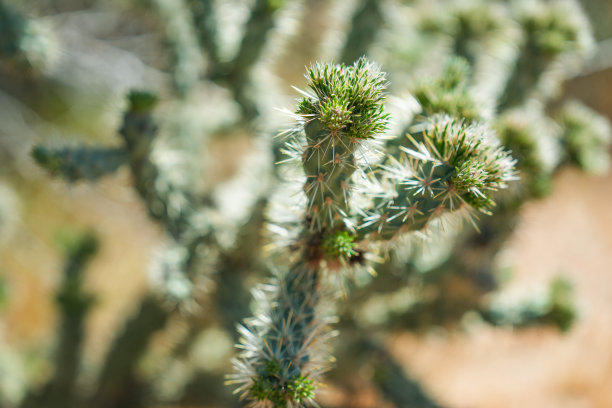 cholla