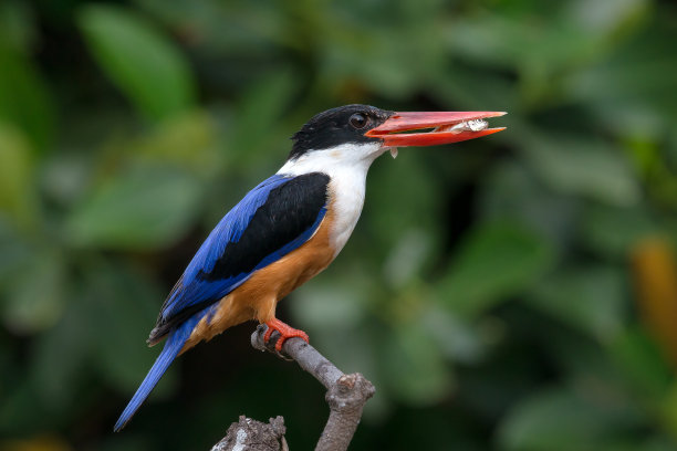 perched