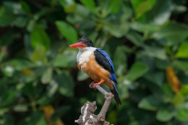 perched