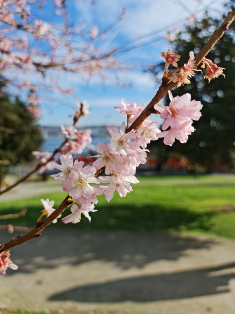 樱花林中小路