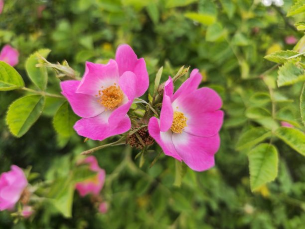 rugosa