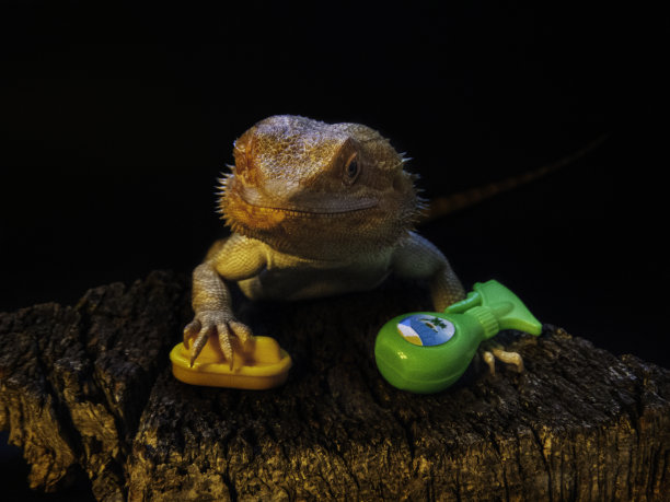 pogona