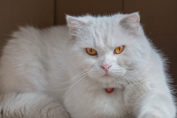 笑脸人物食物角色形象