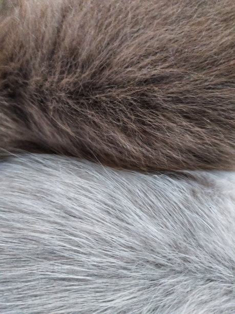 hairs