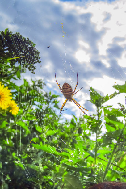 argiope