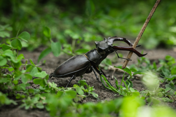 lucanus