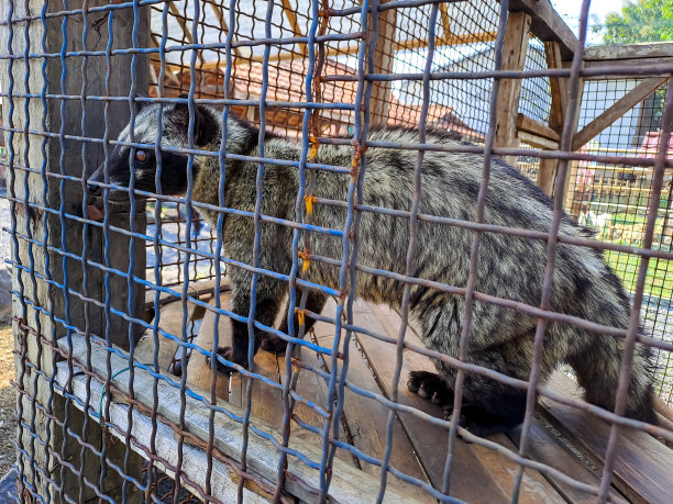 civet