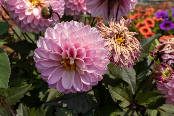 精美紫色绿色圆形花纹图案