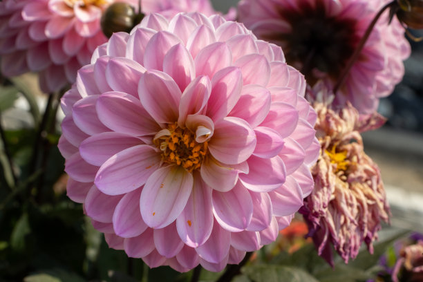 精美紫色绿色圆形花纹图案