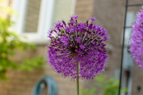 精美紫色绿色圆形花纹图案