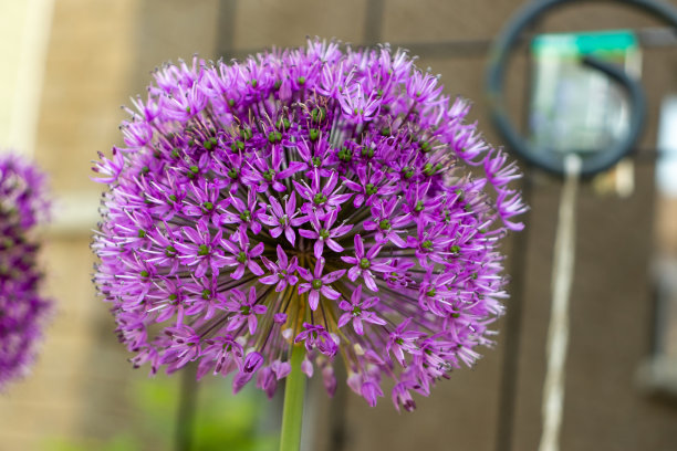 精美紫色绿色圆形花纹图案