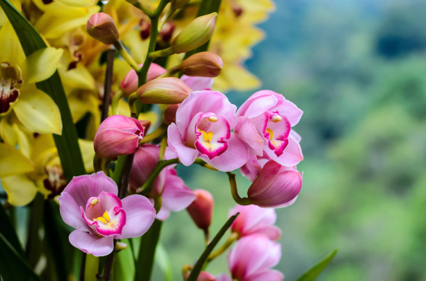 cymbidium