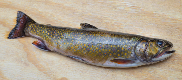 salvelinus