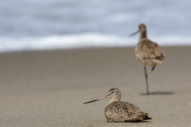 limosa