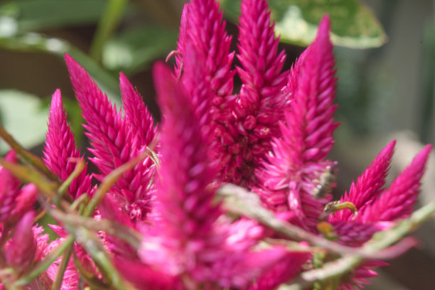 gomphrena