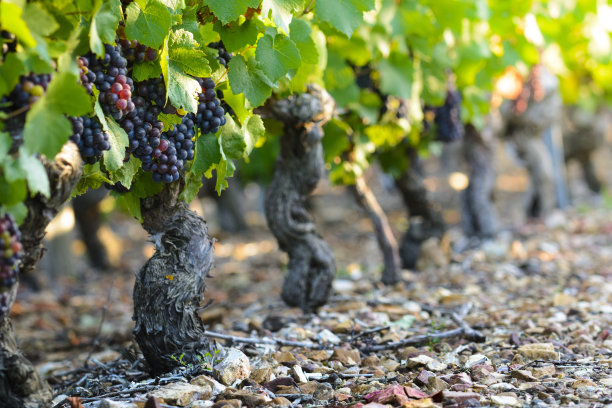 rhone