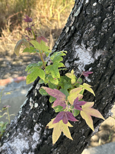 蓖麻,叶子,植物学