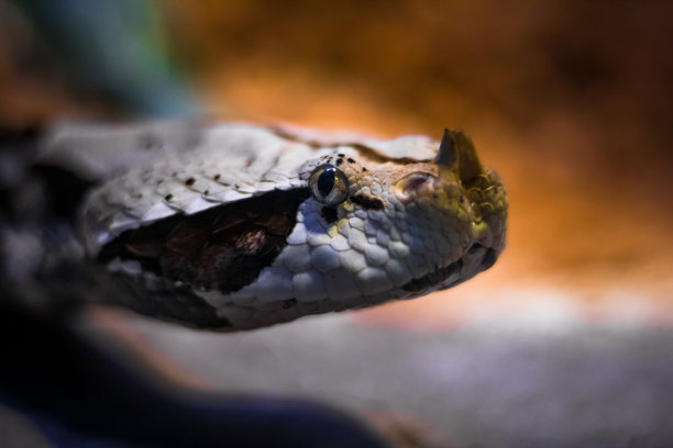 adders