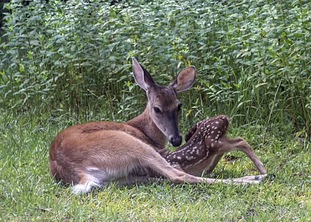 doe