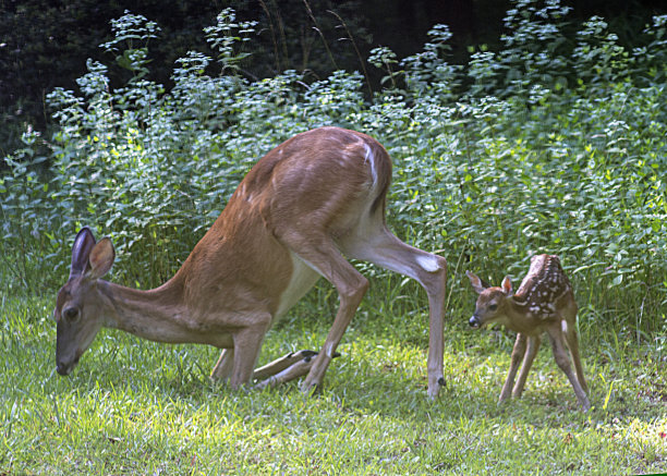doe