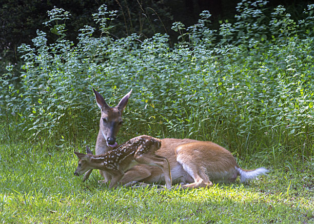 doe