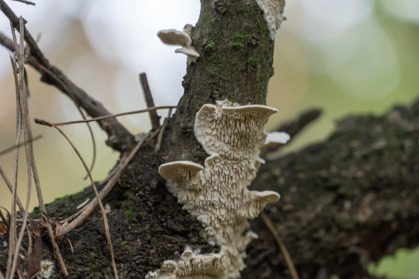 gills