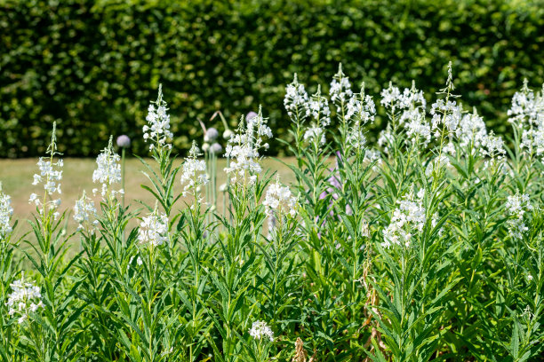 epilobium