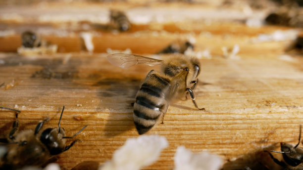beekeeper