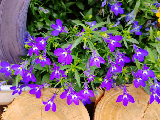 lobelia