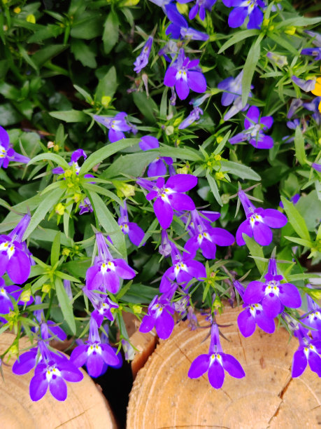 lobelia
