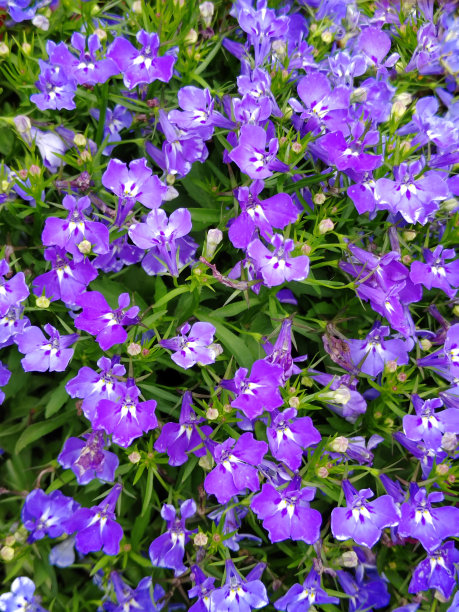 lobelia
