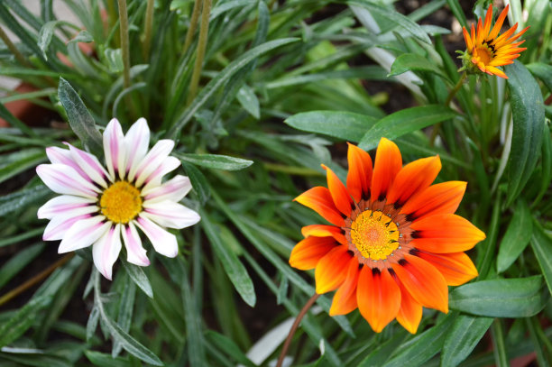 橙红色花朵条纹背景图案