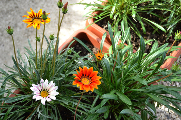 橙红色花朵条纹背景图案